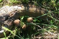 Coprinellus micaceus image