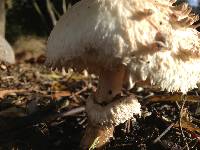 Chlorophyllum rhacodes image