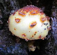 Pholiota aurivella image