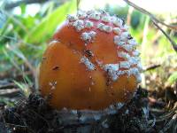 Amanita muscaria image