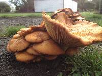 Gymnopilus junonius image