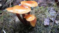 Flammulina velutipes image