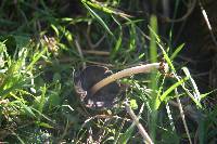 Coprinellus micaceus image