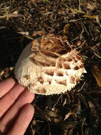 Chlorophyllum rhacodes image