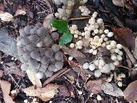 Coprinellus disseminatus image