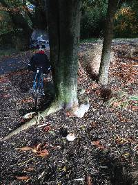 Chlorophyllum rhacodes image