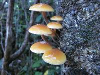 Flammulina velutipes image