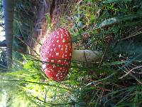 Amanita muscaria image