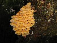 Flammulina velutipes image