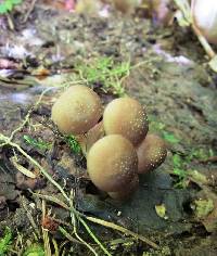 Armillaria novae-zelandiae image