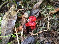 Mycena viscidocruenta image