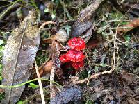 Mycena viscidocruenta image