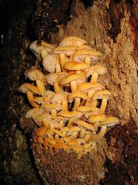 Flammulina velutipes image