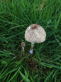 Macrolepiota clelandii image