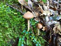 Entoloma latericolor image