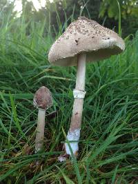 Macrolepiota clelandii image