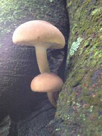 Agrocybe parasitica image