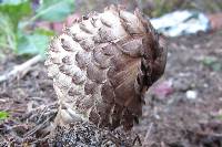 Chlorophyllum rhacodes image