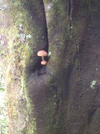 Agrocybe parasitica image