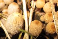 Coprinellus disseminatus image