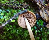 Entoloma latericolor image