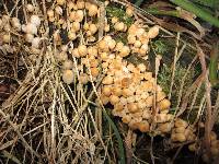 Coprinellus disseminatus image