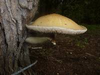 Agrocybe parasitica image