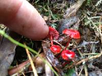 Mycena viscidocruenta image