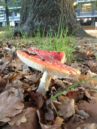 Amanita muscaria image