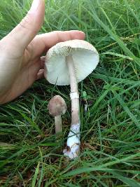 Macrolepiota clelandii image