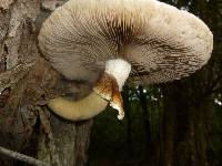 Agrocybe parasitica image