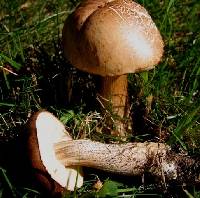 Leccinum scabrum image