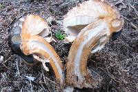 Chlorophyllum rhacodes image