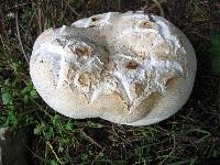 Calvatia gigantea image