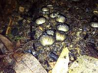 Cyathus novae-zeelandiae image