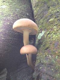 Agrocybe parasitica image