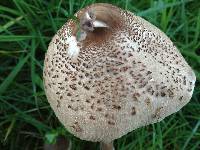 Image of Macrolepiota clelandii