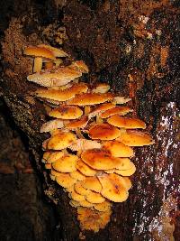 Flammulina velutipes image