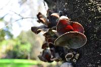 Auricularia cornea image