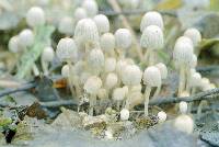 Coprinellus disseminatus image