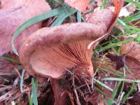 Paxillus involutus image