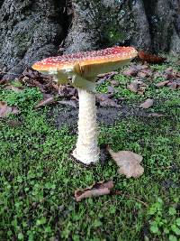 Amanita muscaria image