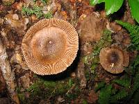 Amanita pekeoides image