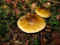 Tricholoma viridiolivaceum image