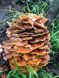 Flammulina velutipes image