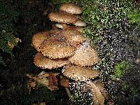 Armillaria novae-zelandiae image