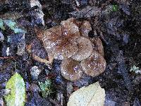 Armillaria novae-zelandiae image