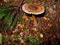 Amanita pekeoides image