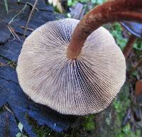 Hypholoma brunneum image