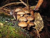 Armillaria novae-zelandiae image